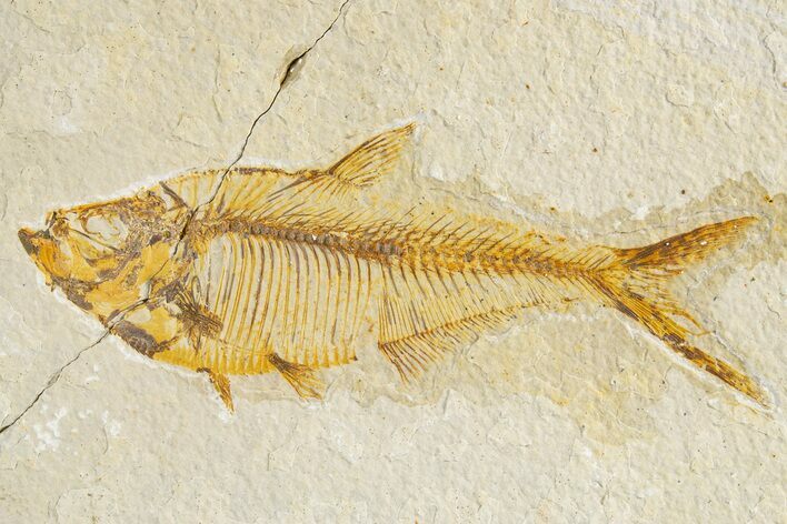 Bargain, Fossil Fish (Diplomystus) - Wyoming #320145